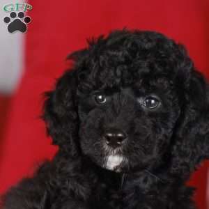CARLENE, Mini Golden Mountain Doodle Puppy